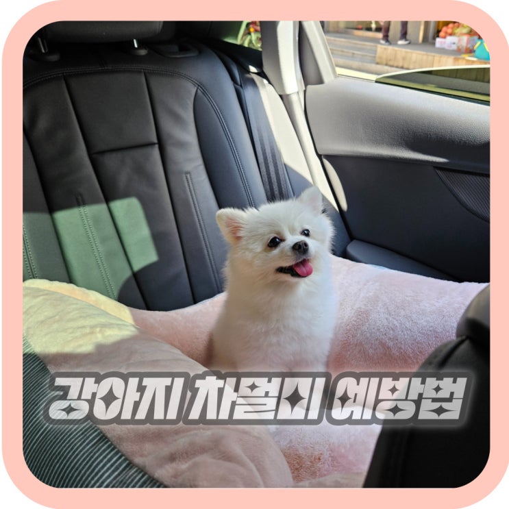  강아지 차멀미 증상 멀미약 등 강아지 멀미 대처 방법
