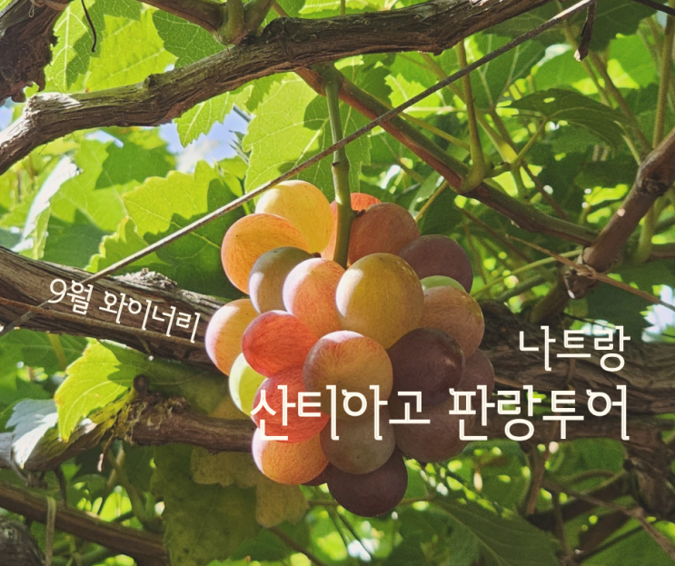  산티아고 판랑투어 포도농장 와이너리