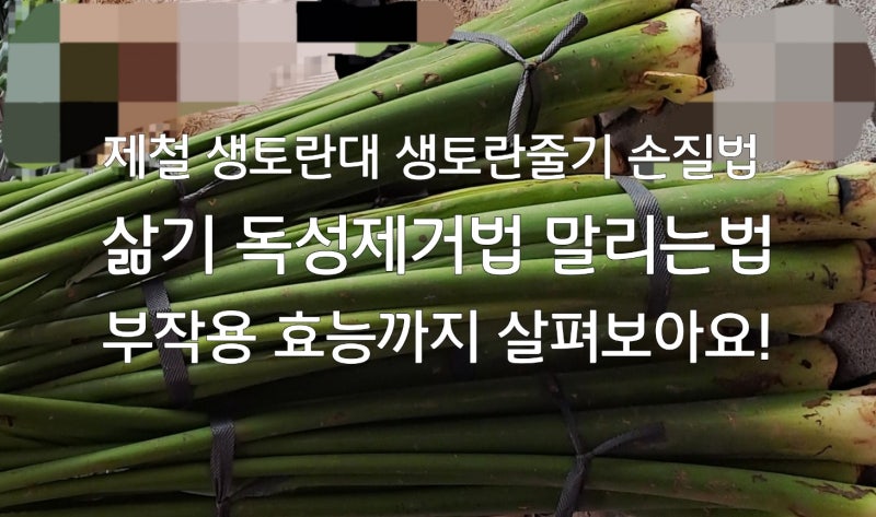 제철 토란대 생토란줄기 손질법 삶기 말리는법 주의사항 효능 까지