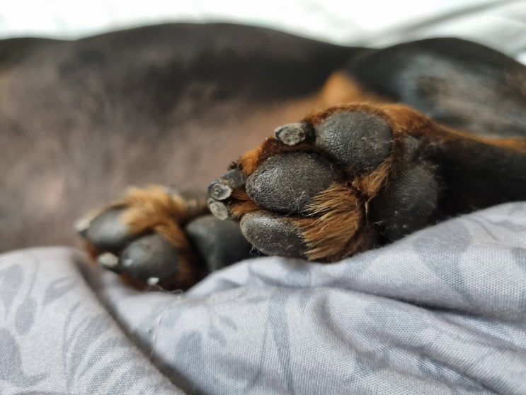  강아지 산책 강아지 발바닥 벗겨짐 주의하세요.