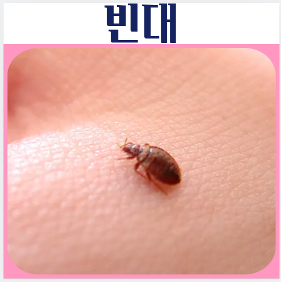  빈대 물린자국 관리 퇴치방법