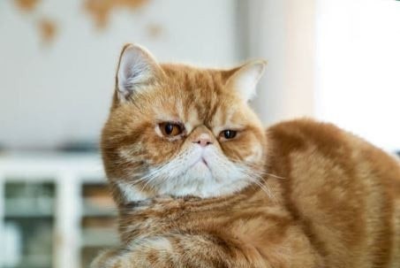  엑죠틱 숏헤어, 페르시안의 단모 버전 엑조틱 고양이 특징과 유전병