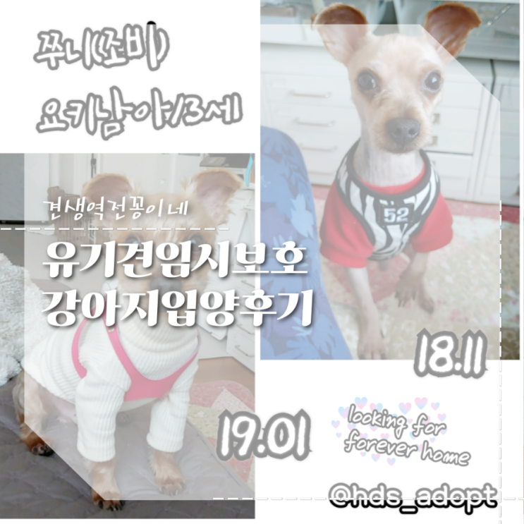  유기견 봉사활동 강아지 임시보호 신청 주의할점 입양보낸 후기