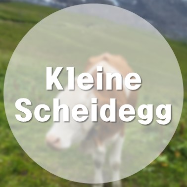[해외/그린델발트] 요들 송이 들리는 것 같은 아름다운 클라이네 샤이텍역(Kleine Scheidegg) 비 오는 날 융프라우요흐행 결항