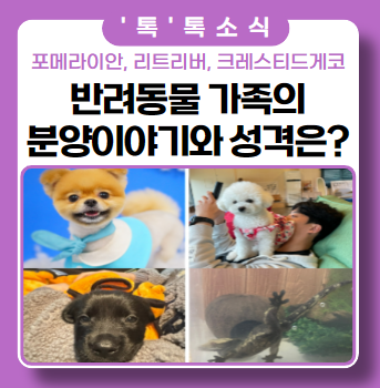 나의 반려가족 포메라이안, 레브라도리트리버, 크레스티드게코 를 소개합니다 ft. 분양이야기와 성격, 빈대 주의 나의 반려가족 포메라이안, 레브라도리트리버, 크레스티드게코 를 소개합니다 ft. 분양이야기와 성격, 빈대 주의