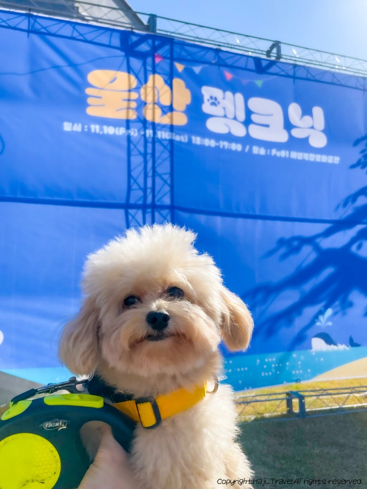  울산 펫쇼 개통령과 함께한 펫피크닉