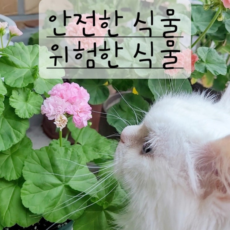  고양이 무해 식물, 해로운 독성 식물