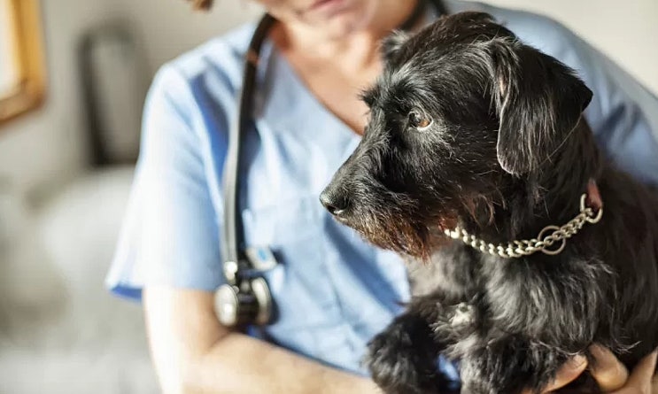 췌장염을 앓고 있는 개들을 위한 식단 및 치료법