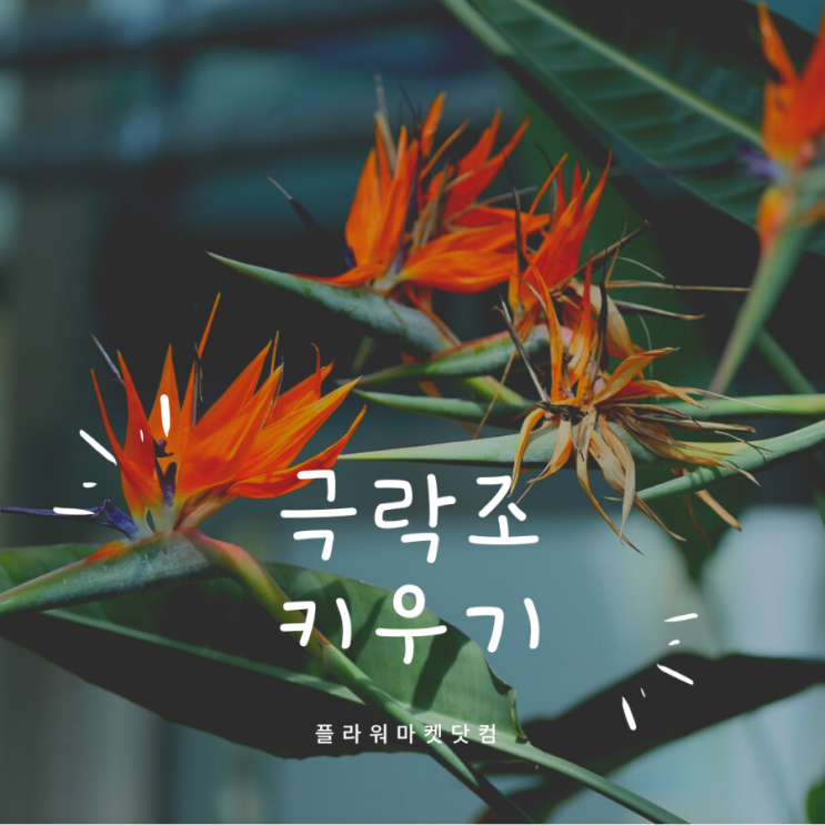  공기정화식물 키우기 극락조  관리방법