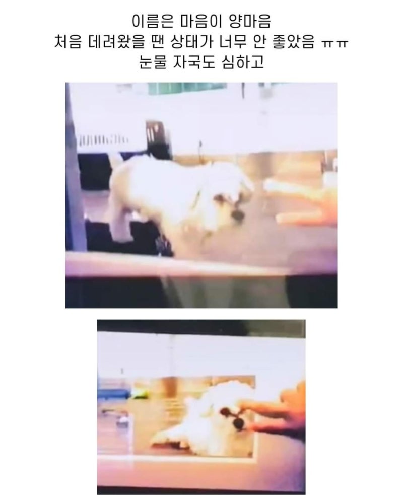 엔하이픈 양정원이 입양한 유기견 양마음