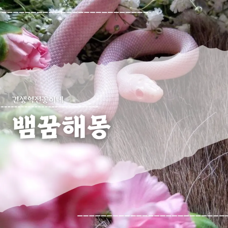  뱀이 나오는 꿈 태몽 뱀꿈해몽 황구렁이 구렁이꿈