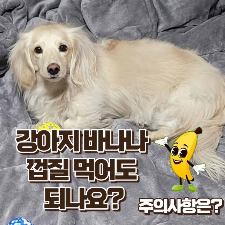  강아지 바나나껍질 먹어도 되나요? 급여방법과 주의사항