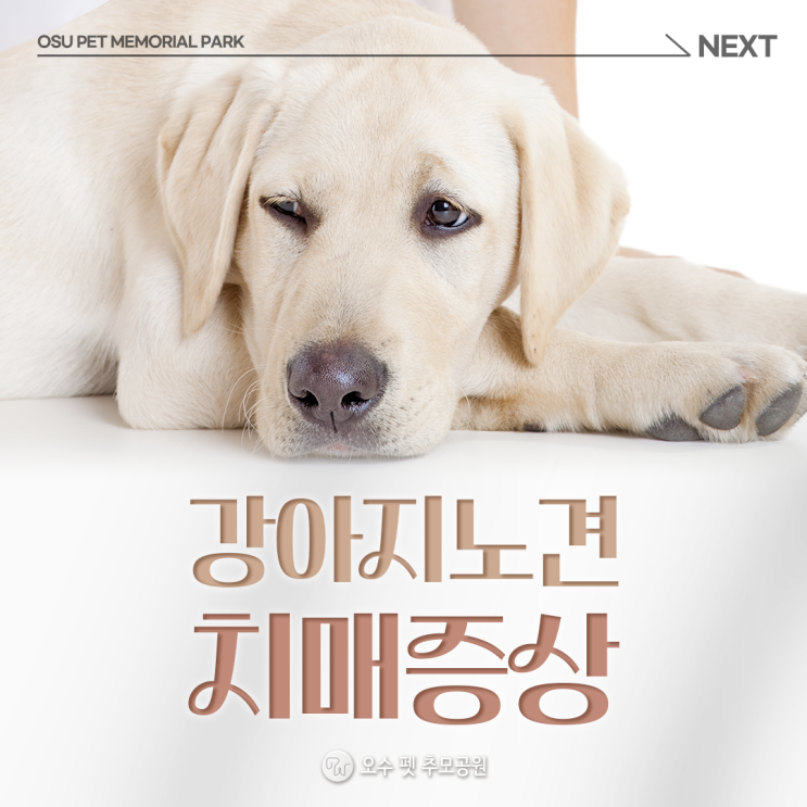  강아지 노견 치매증상 인지장애증후군 알려드려요