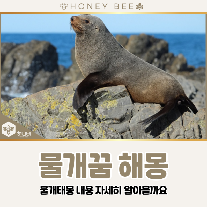 물개꿈 해몽, 물개태몽 내용 자세히 알아볼까요
