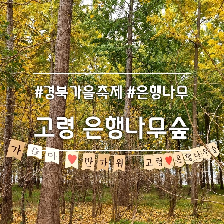  경북 고령 은행나무숲 축제 || 11월 초 살짝 아쉬웠던 은행나무숲 (feat. 억새 숲)