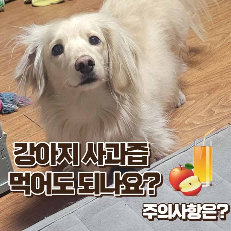  강아지 사과즙 먹어도 되나요? 주의사항과 안전하게 급여하는방법