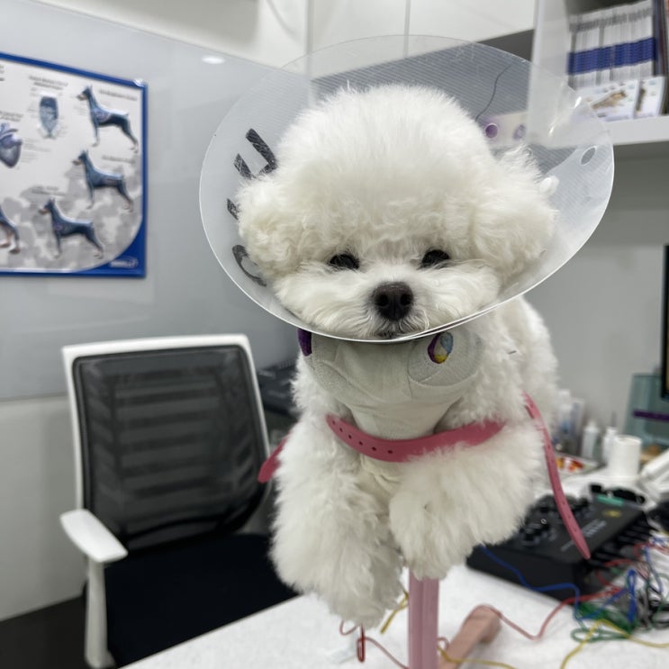 한방동물병원 강아지 침 치료 후기, 특수동물도 가능한 부천 고강 동물병원