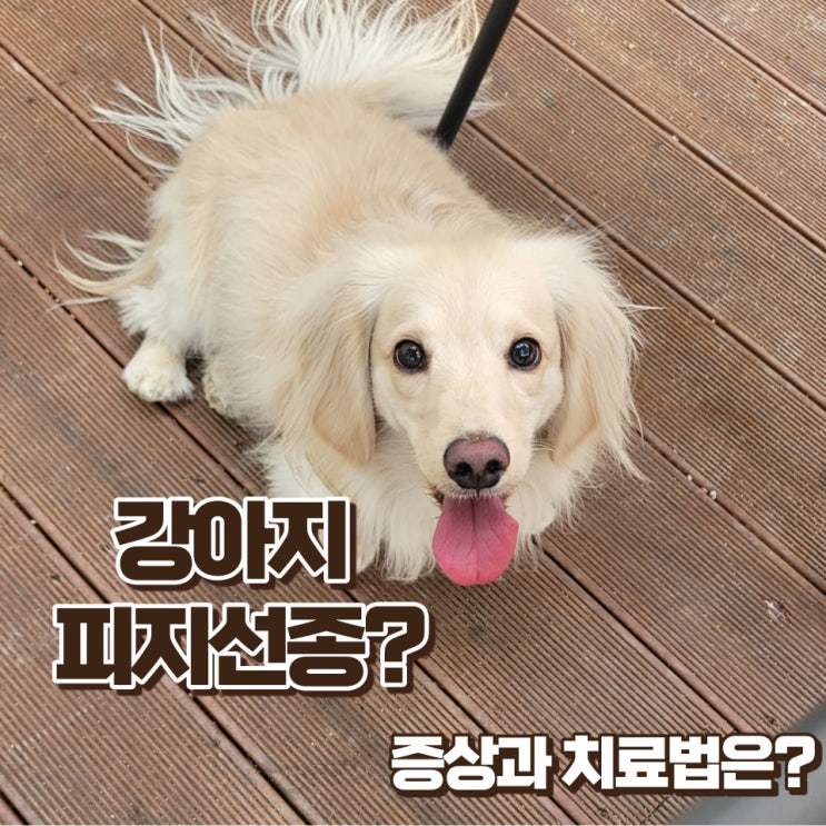 강아지 피지선종 뚜렷한 증상과 치료방법