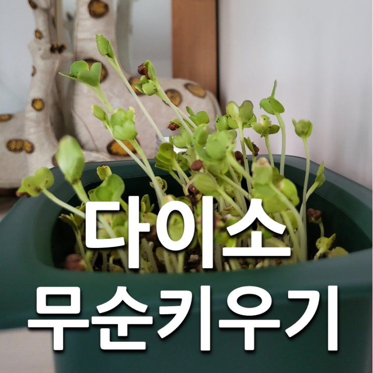  그늘에서도 잘 자라는 식물 다이소 무순 키우는 방법, 후기