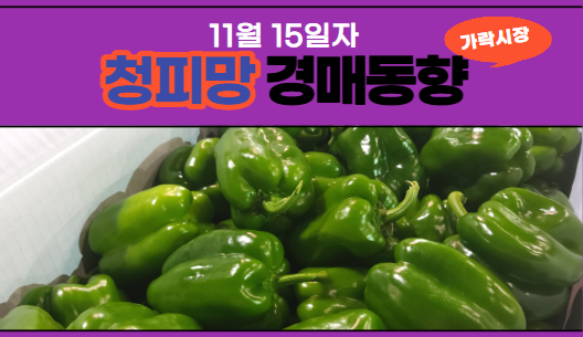  [경매사 일일보고] 11월 15일자 가락시장 청피망 경매동향을 살펴보겠습니다!