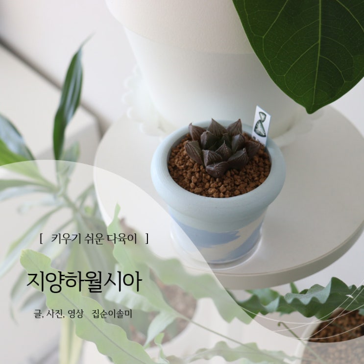  희귀 반려식물 키우기 쉬운 다육이 지양하월시아 키우는 법 물주기