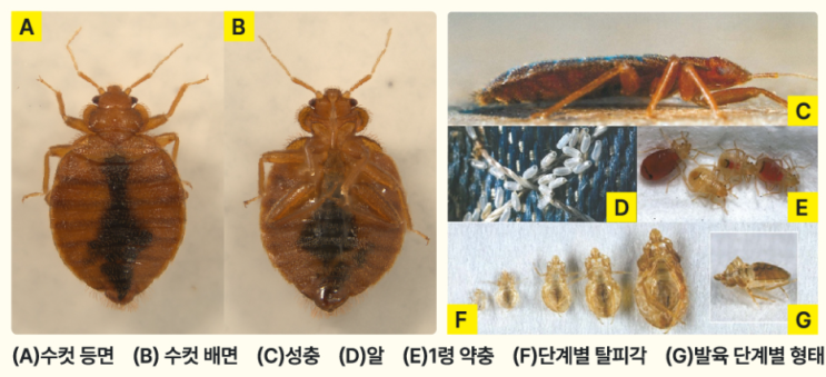  빈대 퇴치를 위한 효과적 방법
