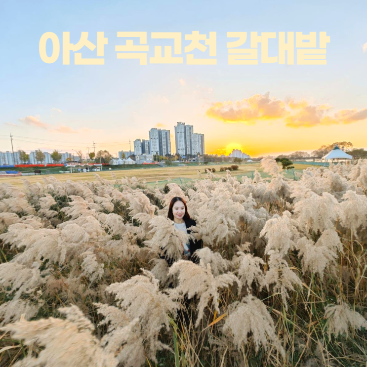 아산 곡교천 은행나무길 억새숲 갈대밭 노을맛집 아산 곡교천 은행나무길 억새숲 갈대밭 노을맛집