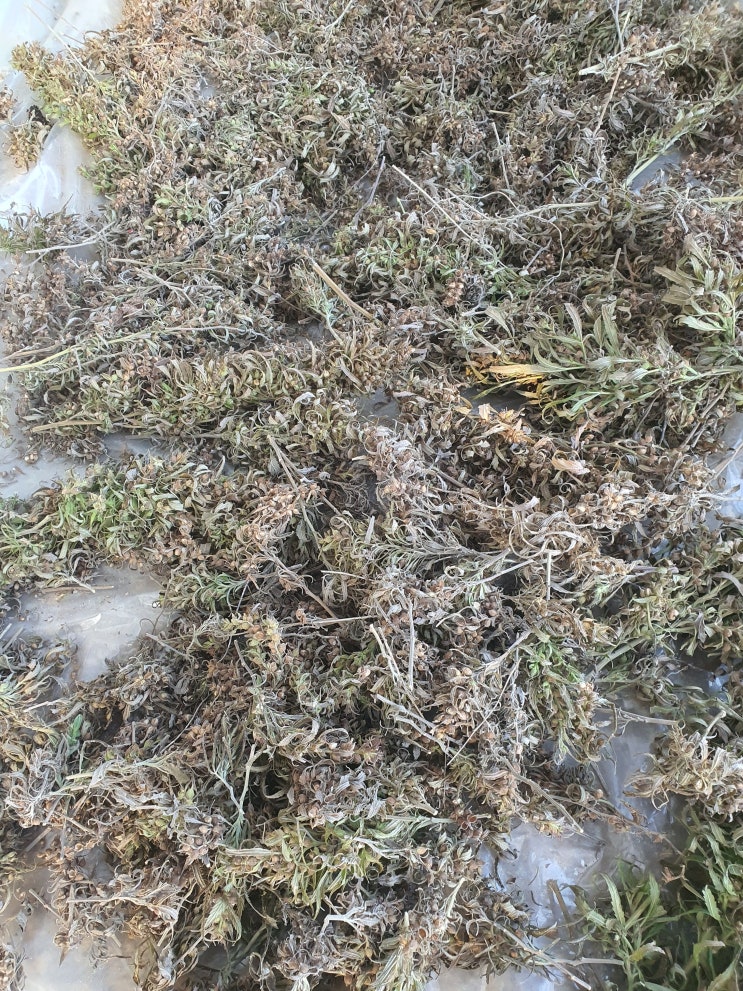  대마 종자 채종! 대마농업 지속가능을 위하여~!