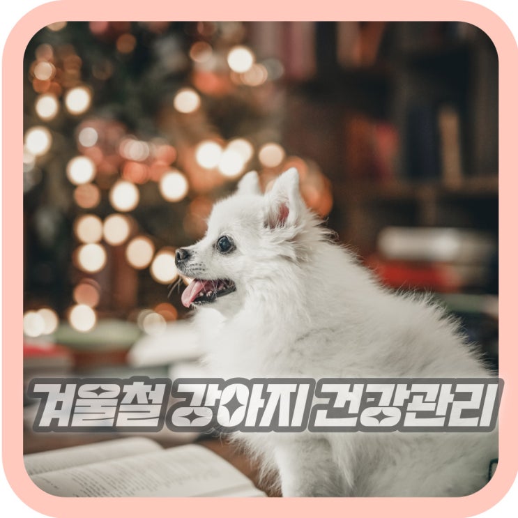  강아지 겨울철 건강관리 겨울철 주의해야할 것