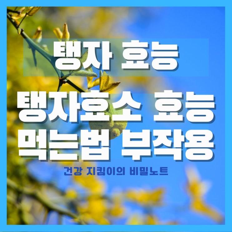  탱자나무 열매 지실 지각 탱자효소효능 먹는법 부작용
