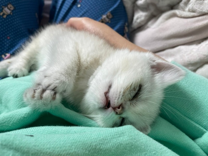 2개월 아기 고양이 허피스 극복기: 다묘가정 겨울철 감기 그리고 막내 메이 이야기
