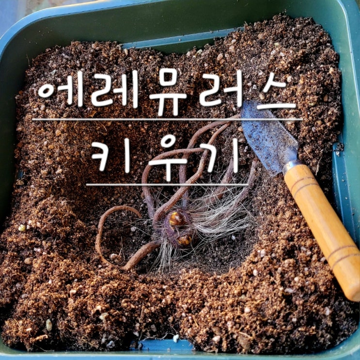  에레뮤러스 키우기 숙근 뿌리 심기