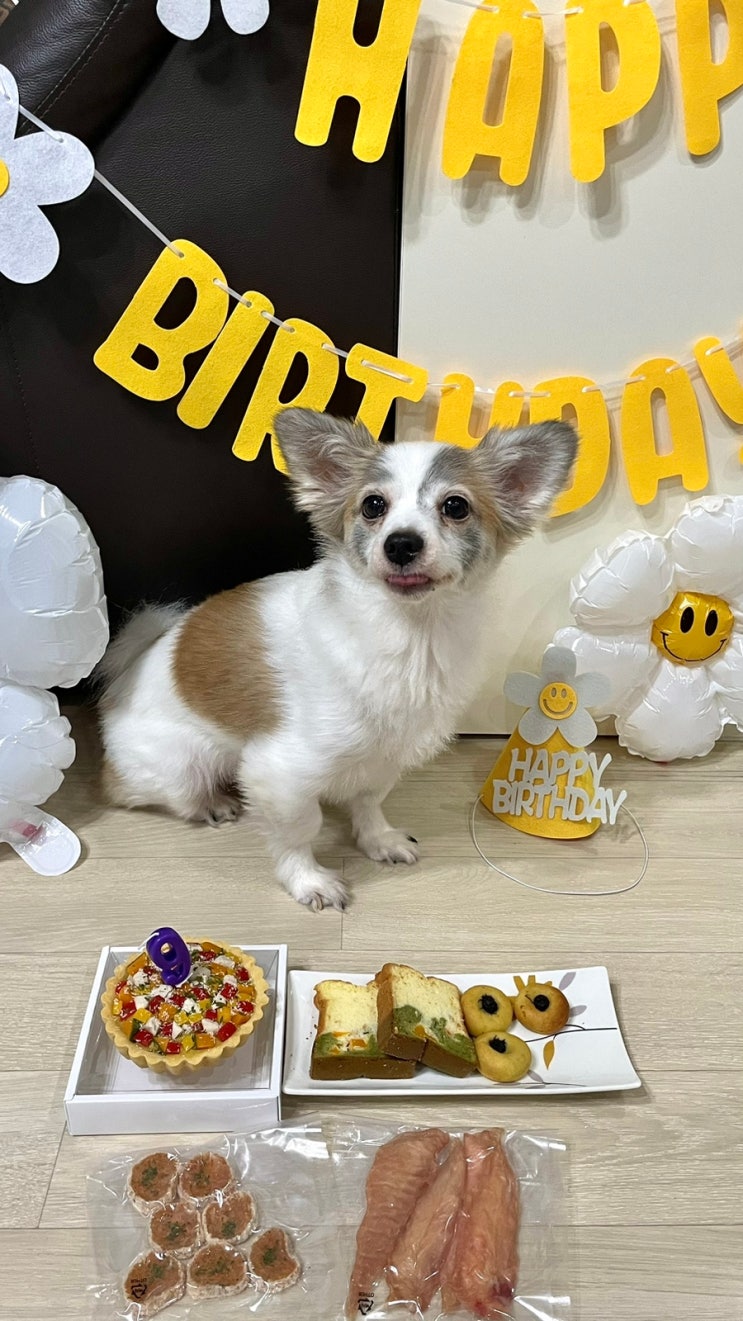  바르다펫 생일파티 세트 강아지 케이크 추천