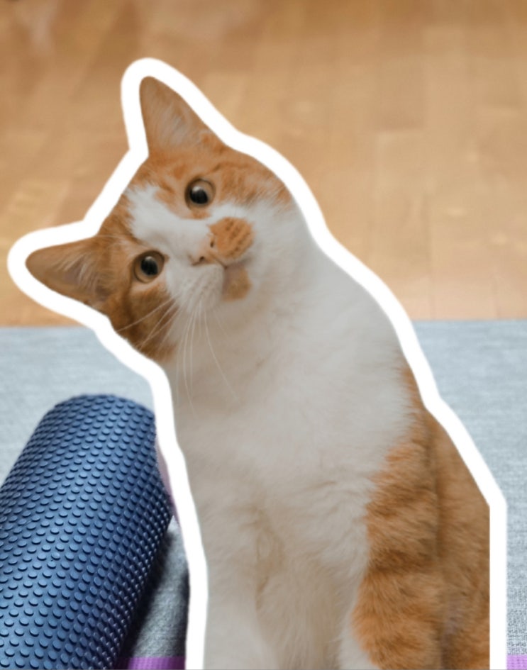  할배 고양이는 무지개 다리 건넌 듯하네요 ㅠ