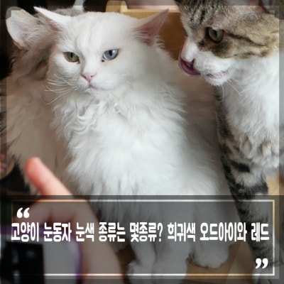 검은 고양이 빨간 눈