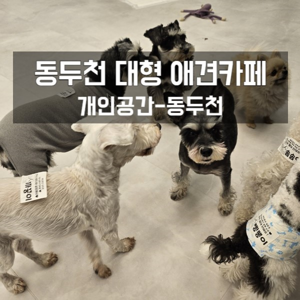  동두천 애견카페 개인공간 (동두천 가볼만한곳)