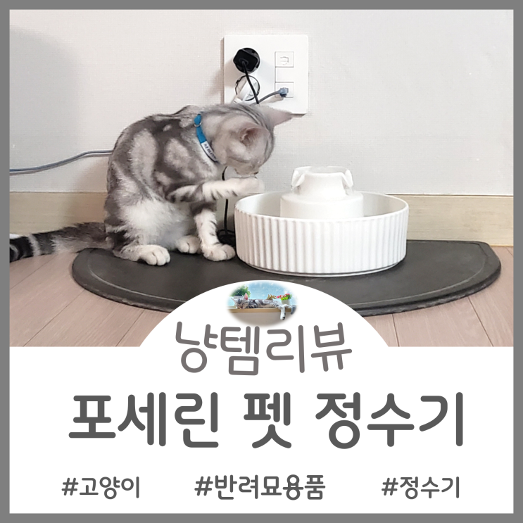  펫정수기 추천 - 고양이 변비 예방해주는 필수템 자동급수 포세린 정수기