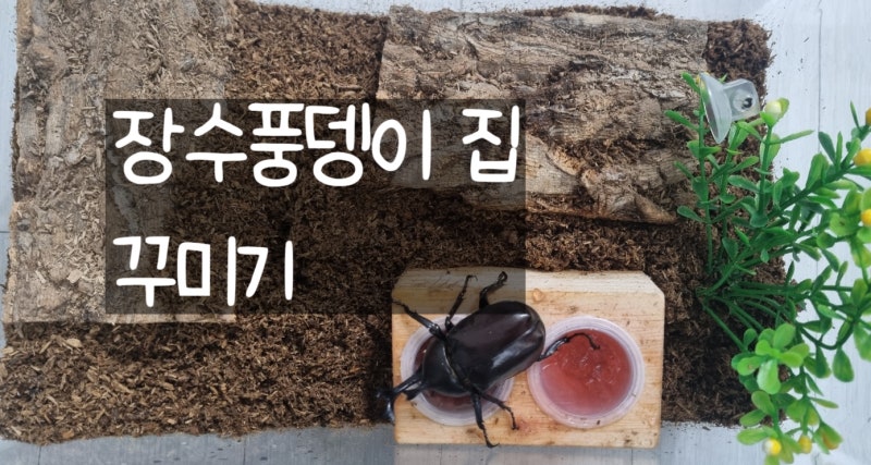 장수풍뎅이 집 가정에서 키우기 아이가 너무 좋아해요!