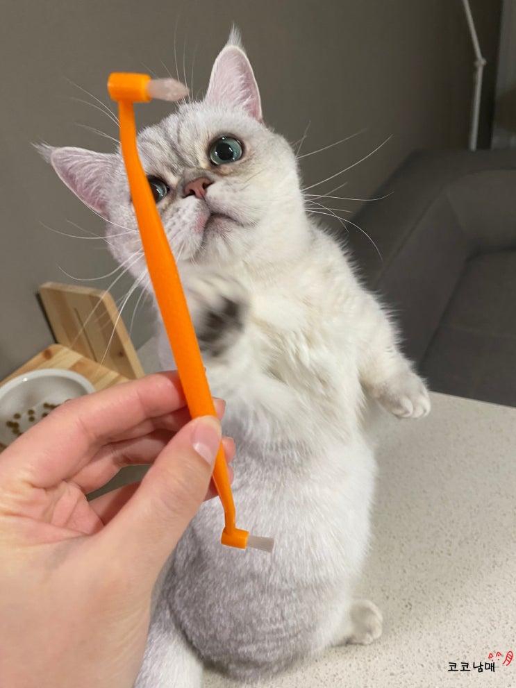  캣디피 CATDP 캣디피 덴탈 칫솔 / 고양이 전용 칫솔