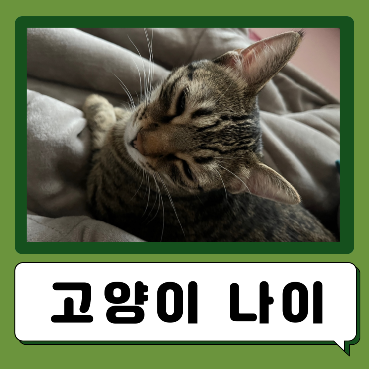  길고양이 집고양이 평균수명 나이 계산법