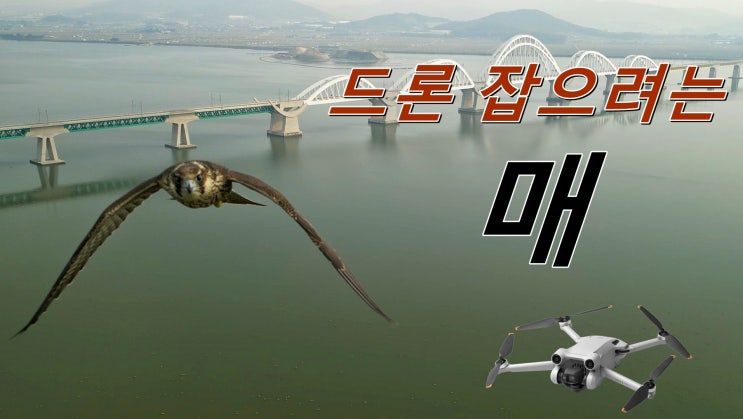  드론 납치하러 날아오는 매.