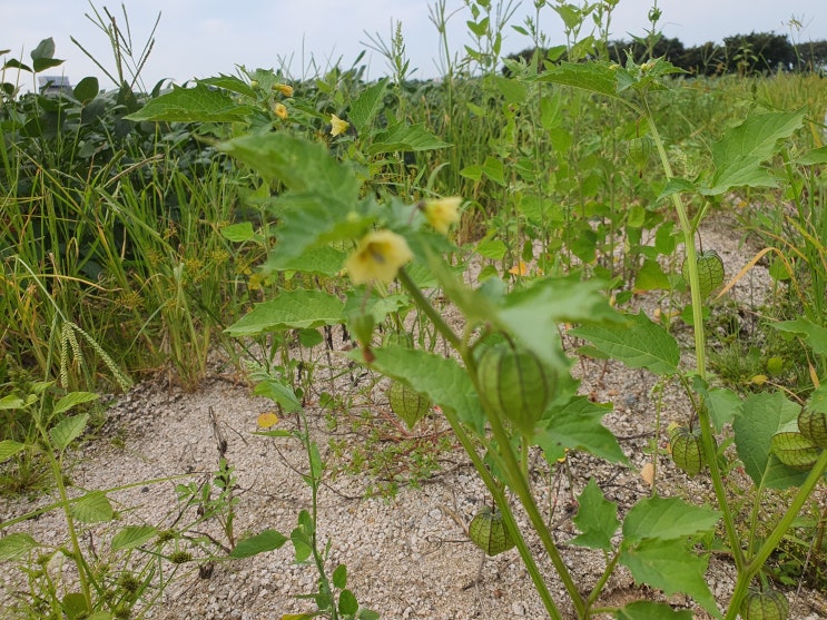  밭딸기 주머니딸기 땅꽈리 자생번식 군락