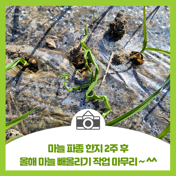  마늘 파종 한지 2주 후 올해 마늘 빼올리기 작업 마무리