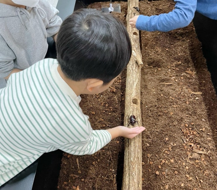  영등포 곤충박물관 / 서울 곤충체험학습관 (ydp곤충체험학습관) 서울시내 장수풍뎅이 사슴벌레 체험 가능한 곳