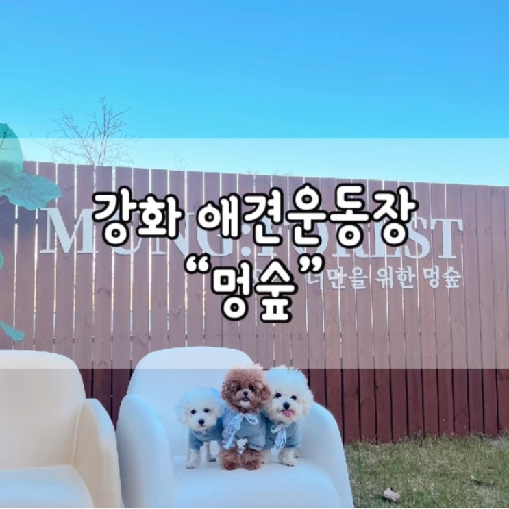  멍숲 / 강화도 멍숲 / 멍숲 애견운동장 / 강화도 애견운동장 / 강아지 모임 장소 추천 / 강아지 모임 / 애견운동장 추천 / 서울근교 강아지랑 가볼만한 곳