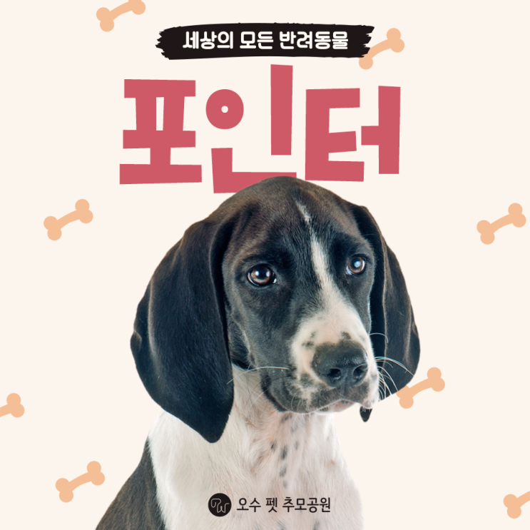  포인터 강아지 견종 특징 성격 외모 알려드려요