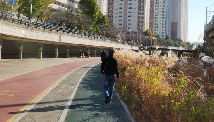  보행자의 날, 걷기의 운동효과