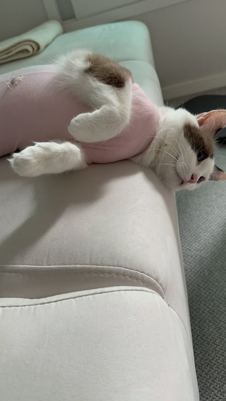  [반려동물] 둘째 고양이 중성화 기록(Feat. 목동 필 동물종합병원)