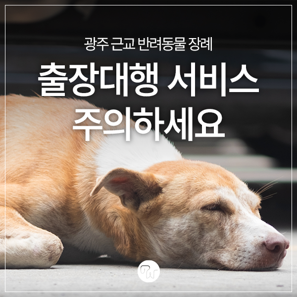  광주근교 반려동물 장례 출장대행 서비스 주의하세요. 사망여우TV