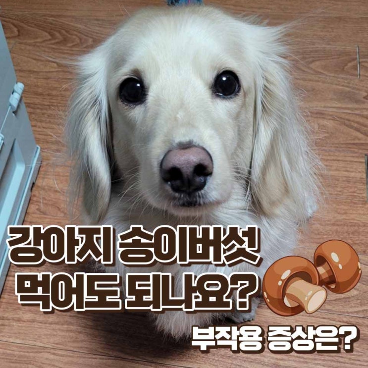 강아지 송이버섯 먹어도 되나요? 섭취 후 증상과 대처법